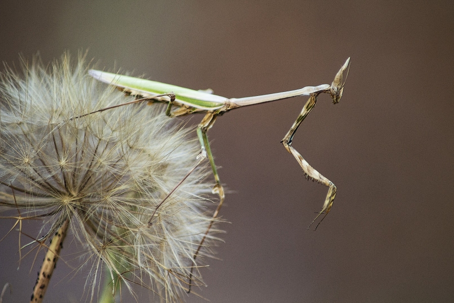 Mantis