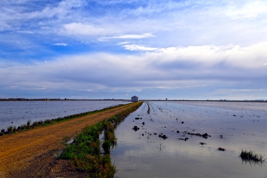 Marismas Guadalquivir (hoy en peligro)