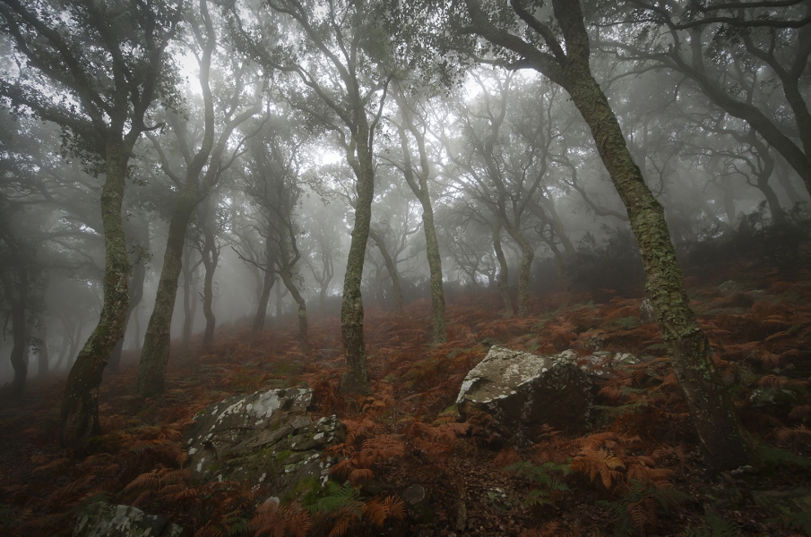 Mi bosque encantado