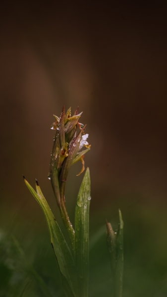 Orquídea Serapia en la Sierra de Grazalema