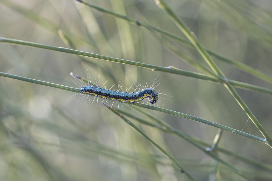 Oruga de paseo