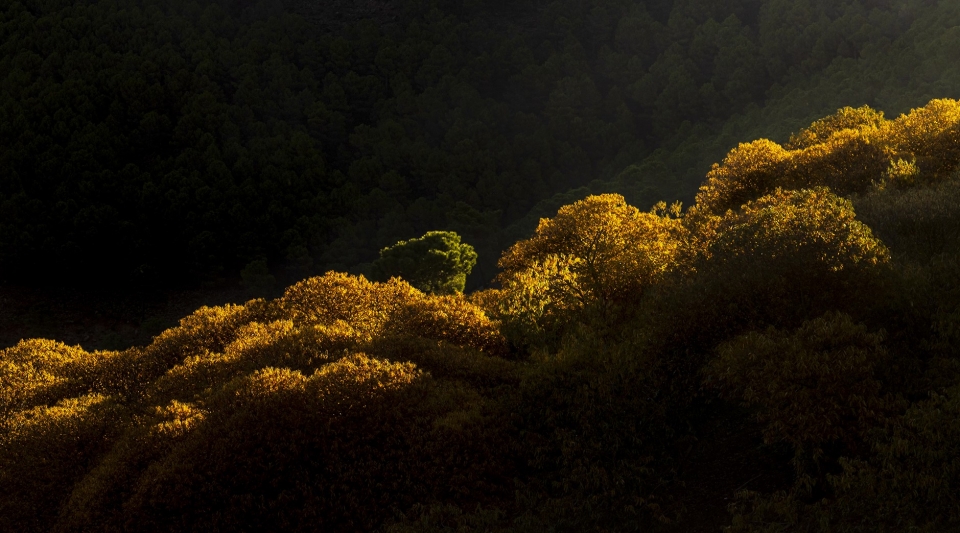 otoño