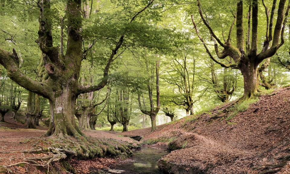 El bosque hechizado.