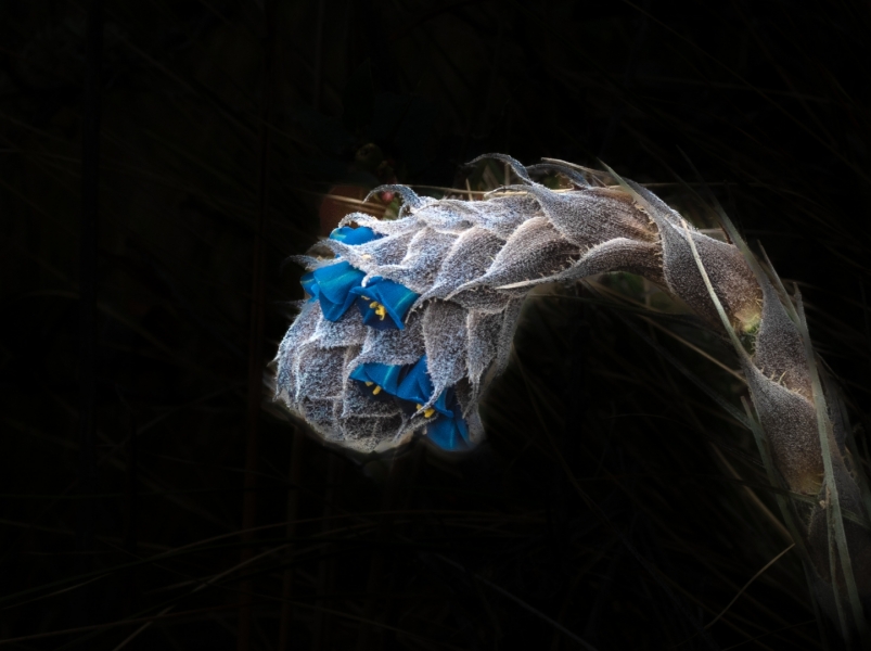 Flor silvestre Colombia