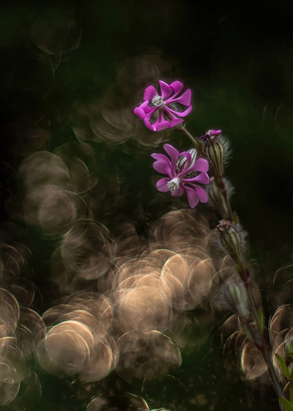 Silene colorata