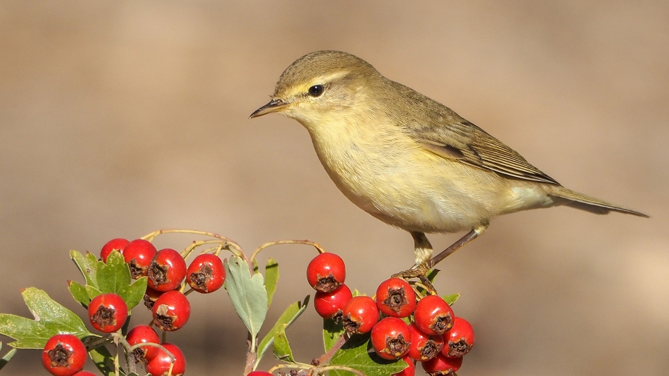 &quot;El mosquitero&quot;