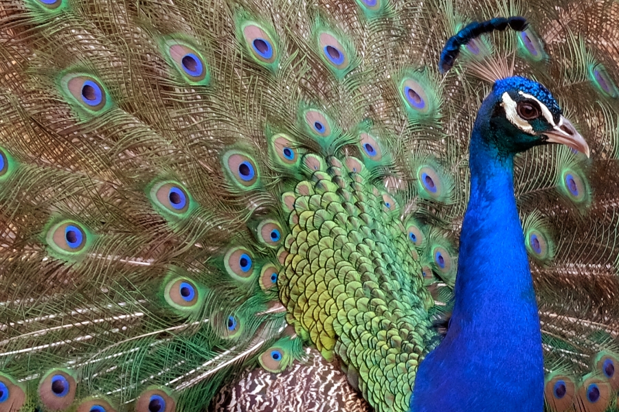 BELLEZA ANIMAL