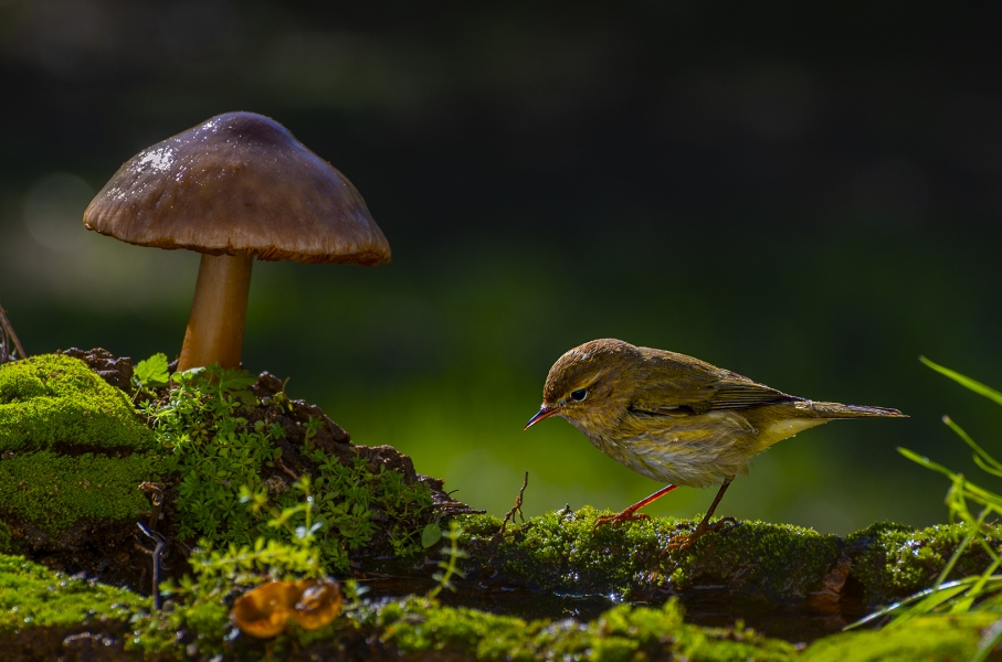 Pequeños secretos de la naturaleza