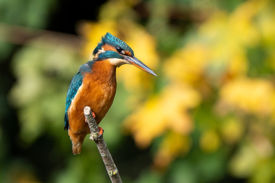 Pesca de Rio