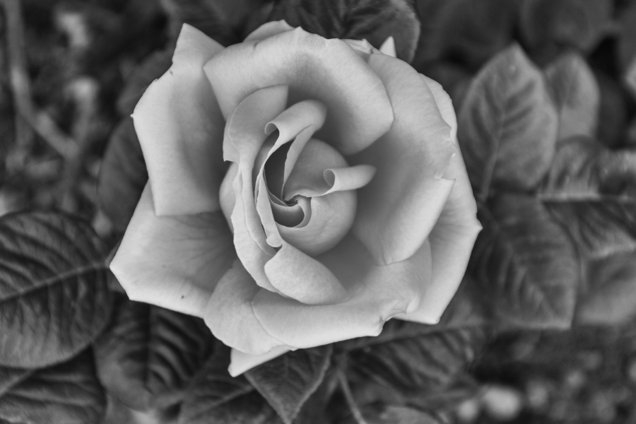 ROSA ROSAE