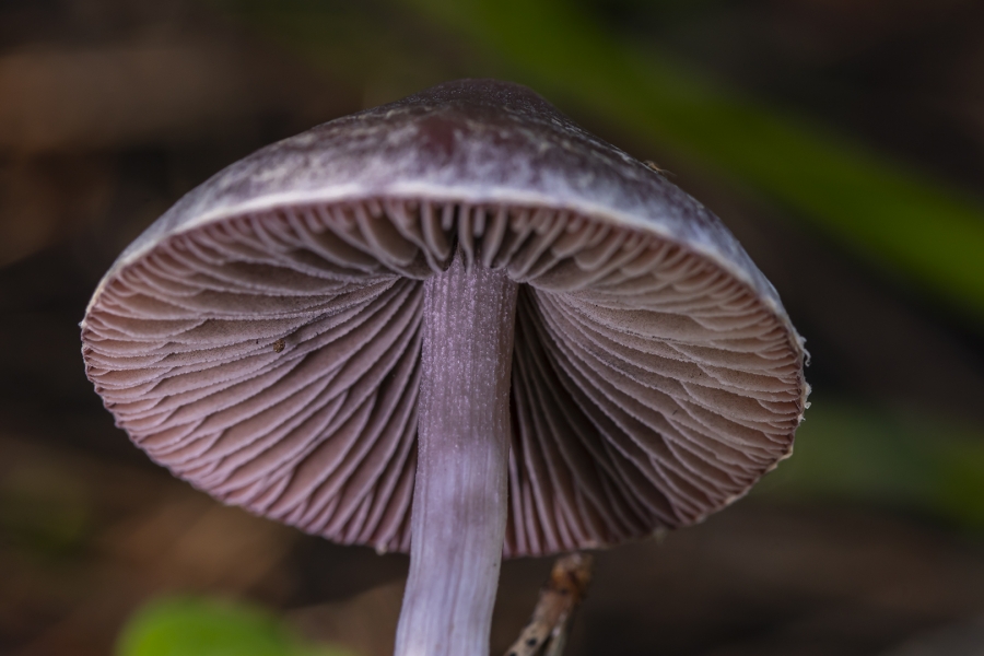 Maravilloso reino fungi