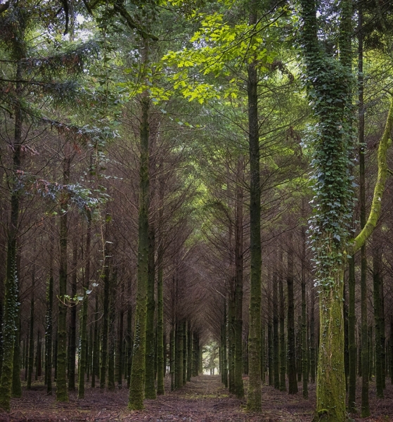 The forest