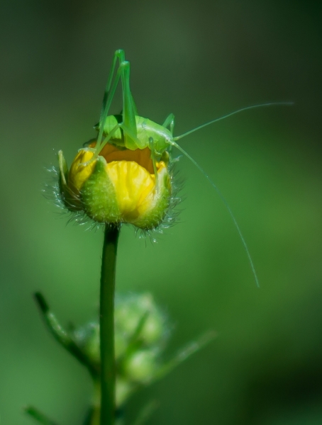Verde