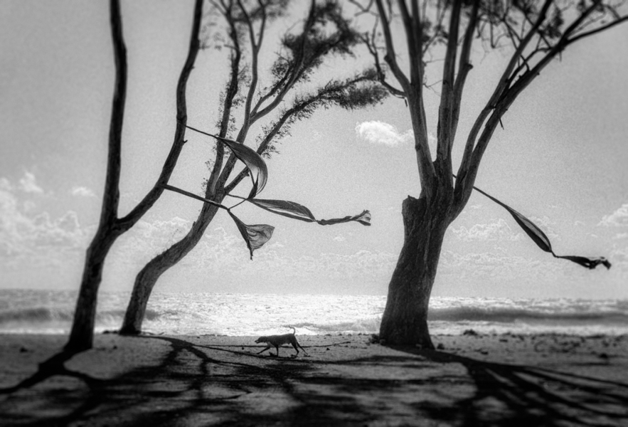 Viento