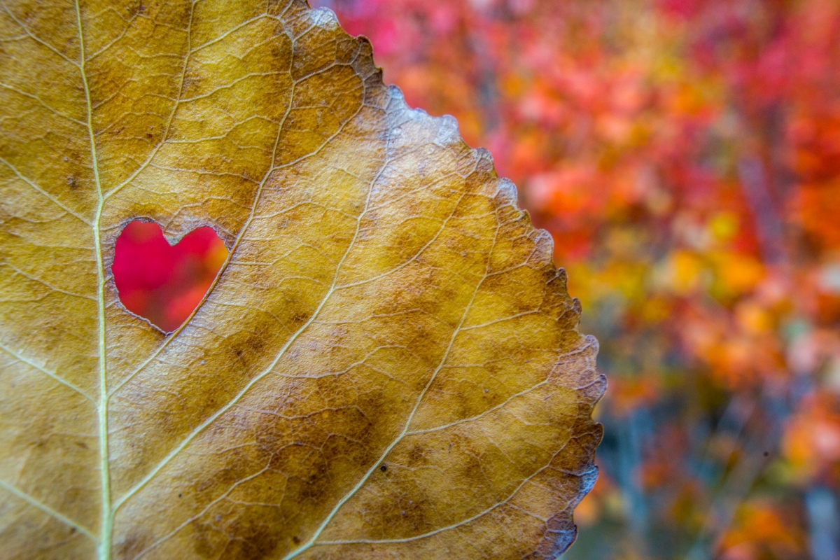 Percepción y fotografía en la naturaleza